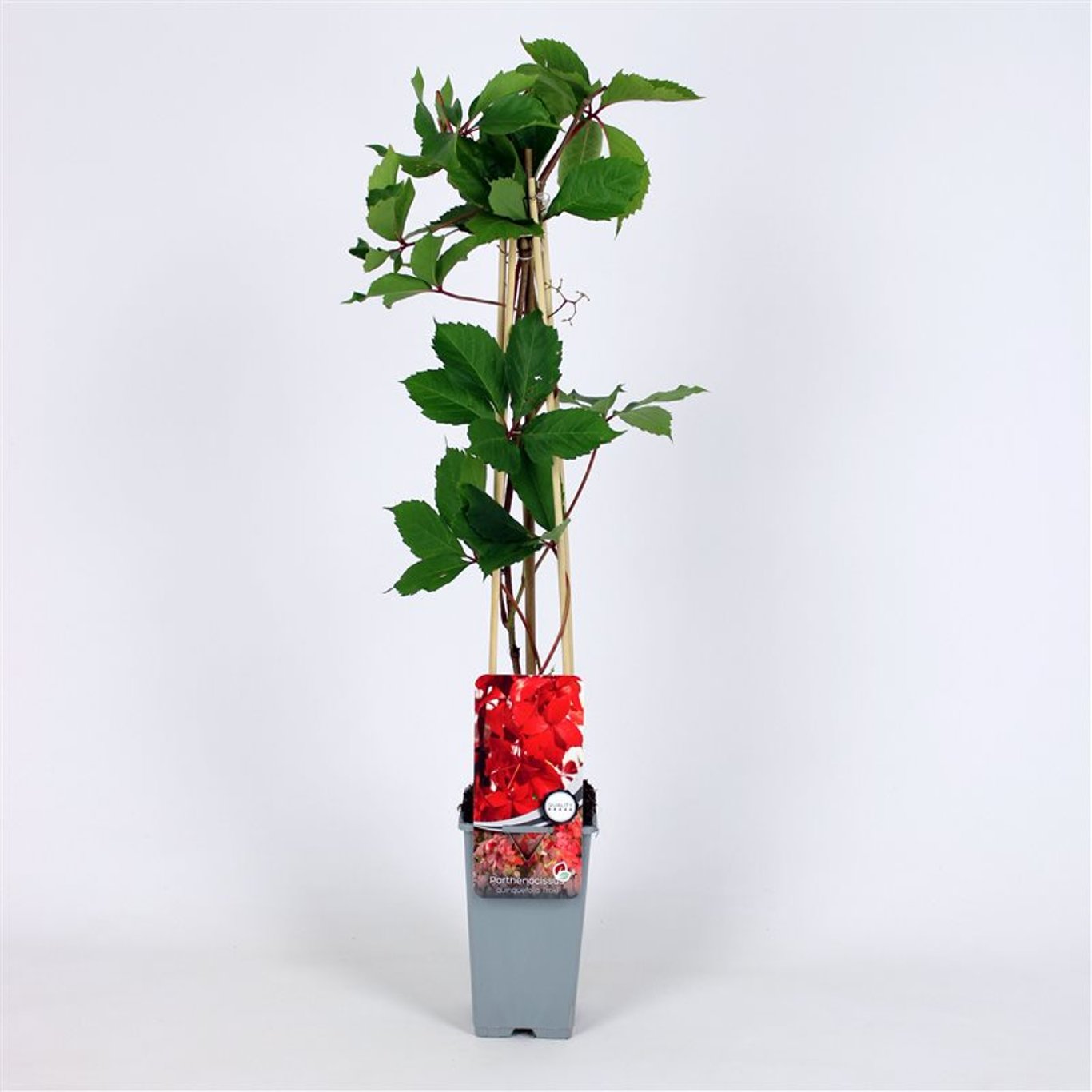 Parthenocissus q. 'Troki' - C2 70/+ CM